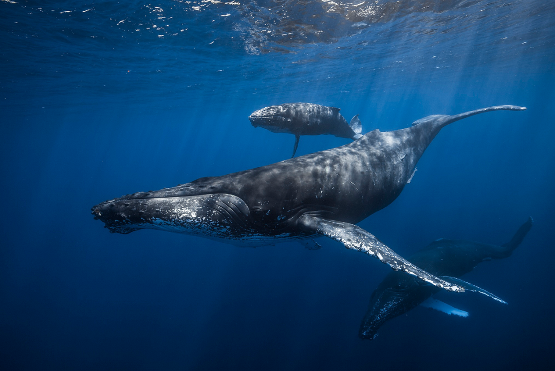 壁紙 動物 海洋動物 鯨魚 桌面 1080_723