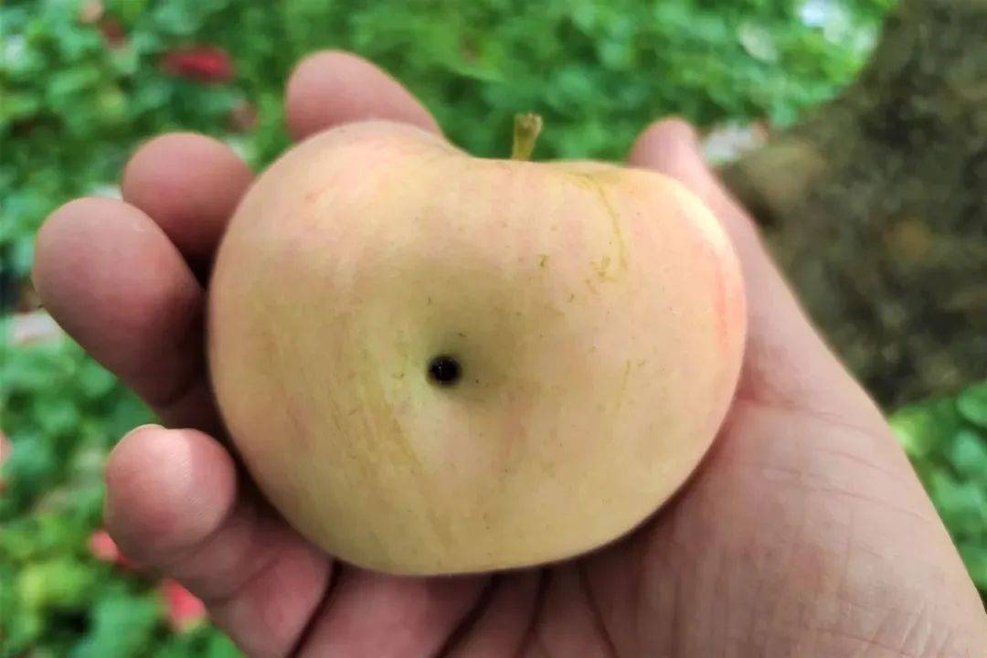 热搜上令人无语的"草莓和虾"事件:病态观念,祸害多少中国孩子_妈妈