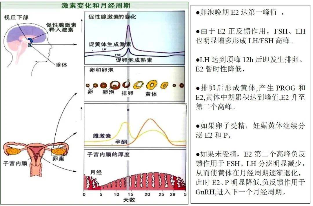 在整个卵泡期