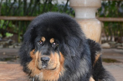 藏獒结扎后没胃口吃东西怎么办啊_狗狗_运动_食物