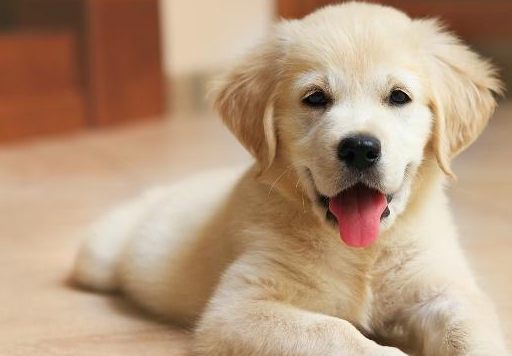 拉布拉多和金毛犬谁更值得养?一个大器晚成,一个却早熟!