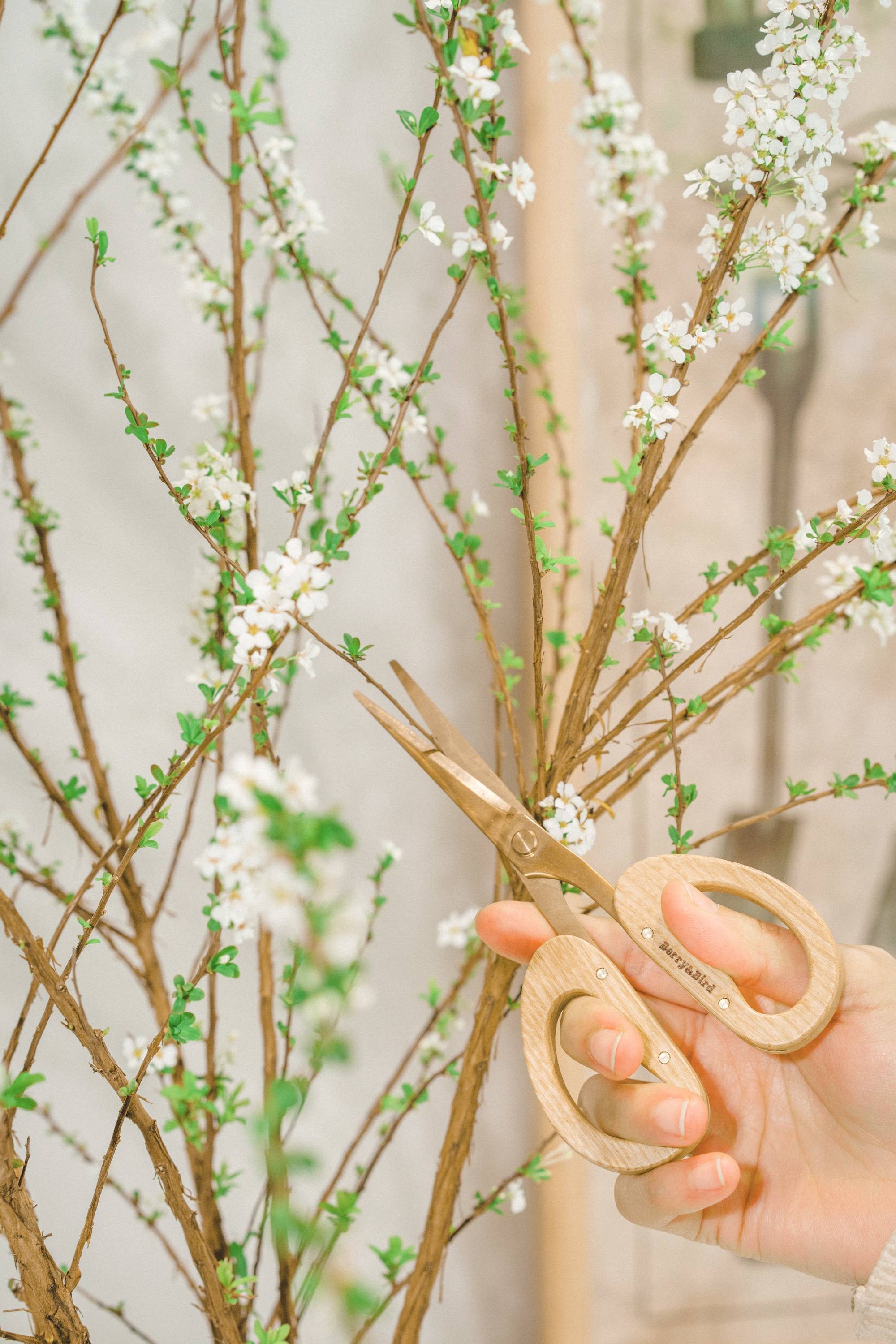 年宵花|一些关于雪柳养护的分享_根部_修剪_开花
