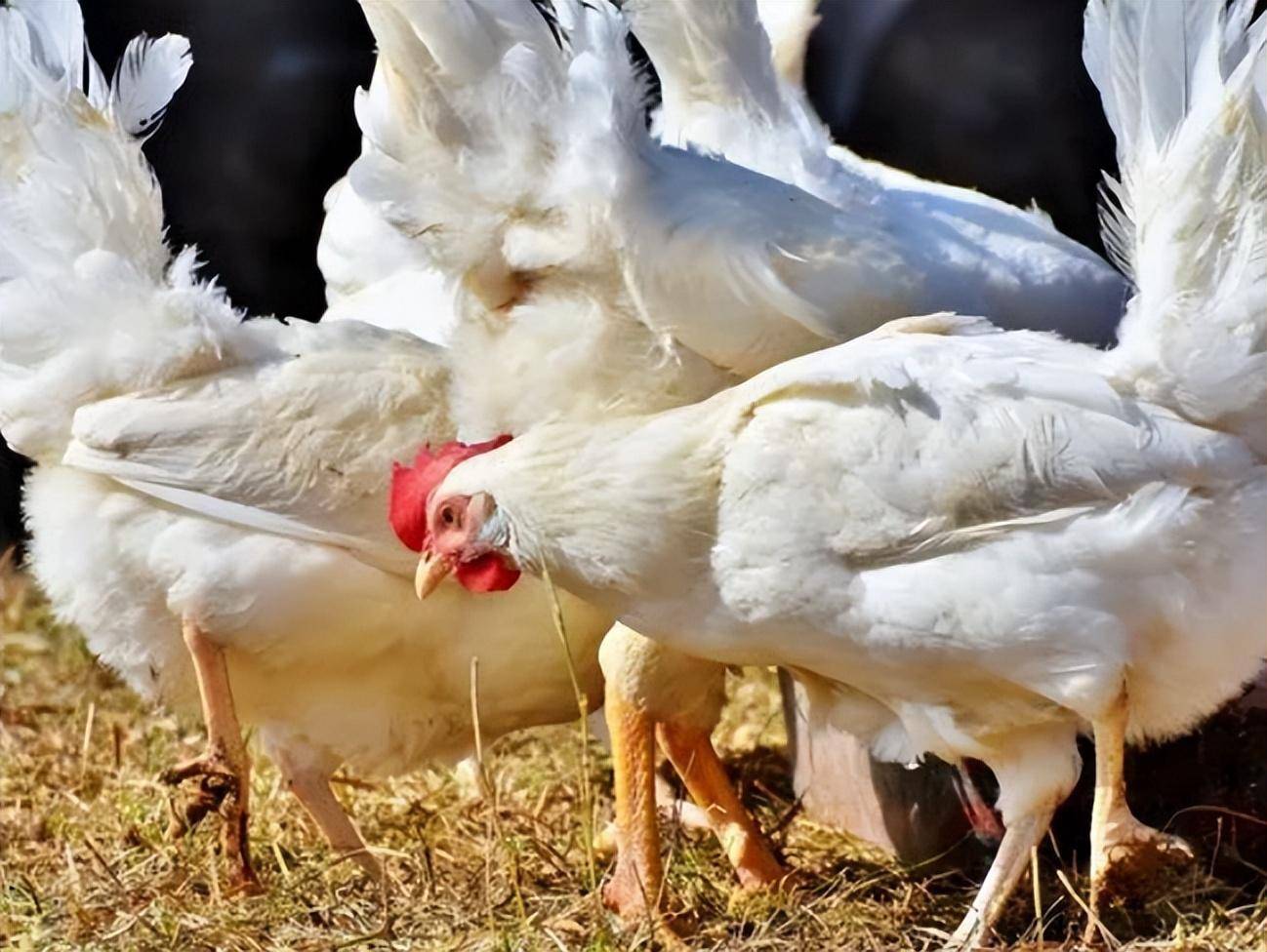 肉鸡养殖技术:年前出栏的肉鸡如何有效增肥?_肠道_后期_饲料