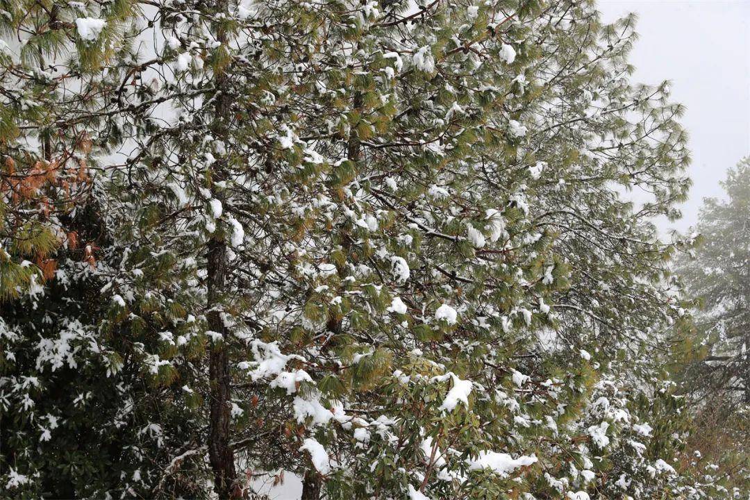 腾冲迎来2024第一场雪_山峰_冬雪_冬日