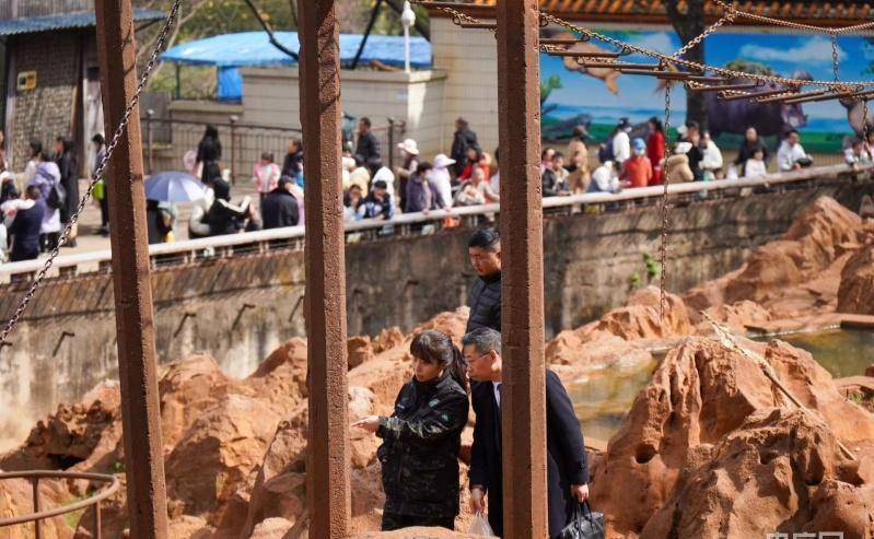 張馨予為昆明動物園猴貓共養事件發聲,動物園誘捕救貓