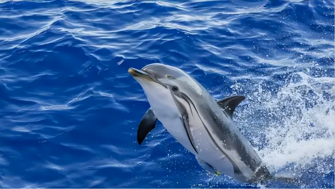 美国进行绝密动物实验,海豚爱上人类女孩,最终闭气自杀淹死殉情