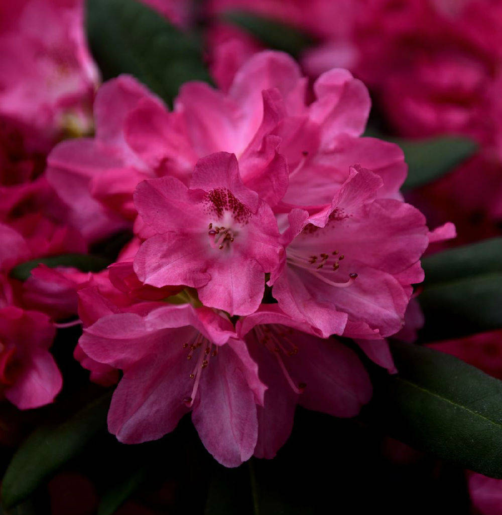 花叶兼美的高山杜鹃品种_花朵_花瓣_漏斗