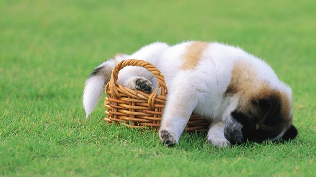 小姐一样爱掉毛的狗,要每天给她梳毛,还要吸地,买了好几个粘毛的滚子