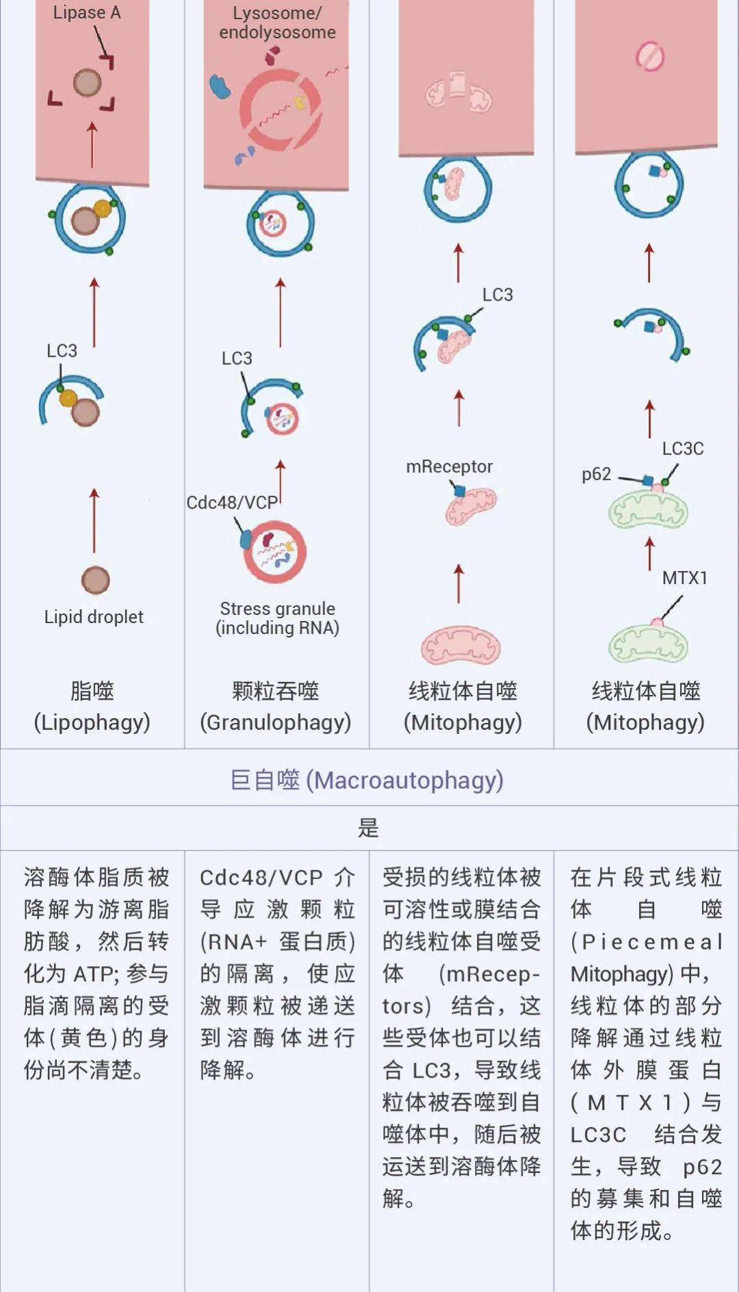 细胞自噬,究竟怎么 "玩"? - medchemexpress