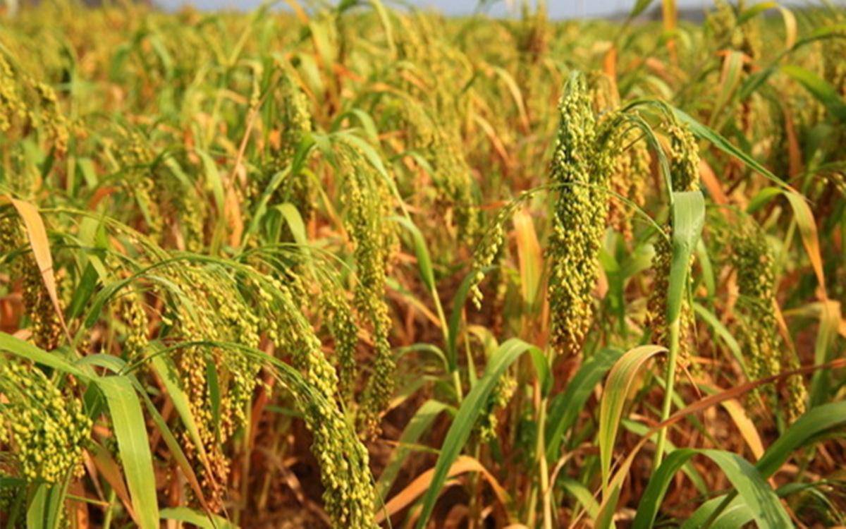 我的经历(21)——老法种收黍子和稷 (穄)子_人们_粒子_木棍