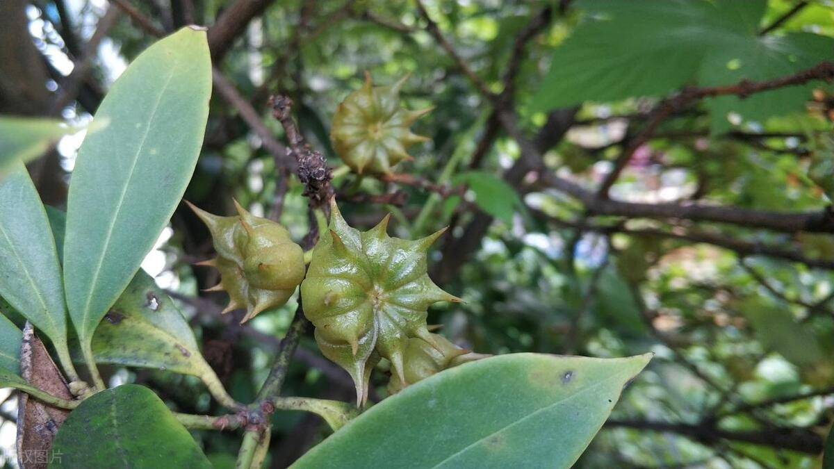 八角種植的幾個知識點_進行_病蟲害_品種