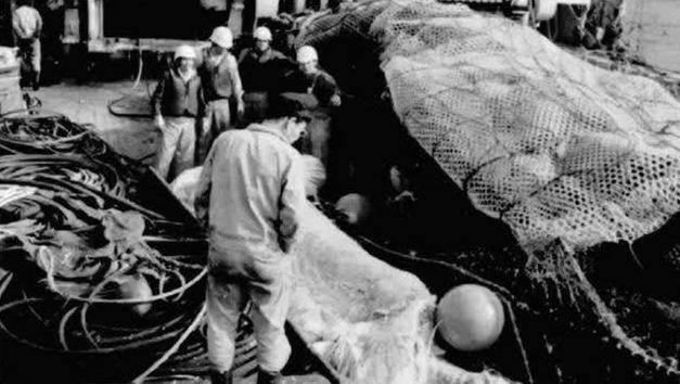 日本渔船捞到一海怪,船长却下令扔回海里,专家痛斥:扔掉了国宝_尸体