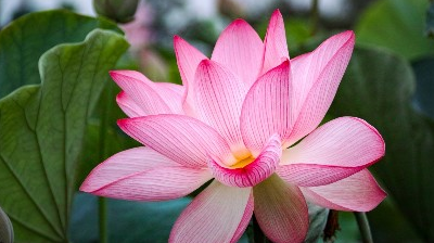 农历新年偏财运爆发,买彩票立刻中大奖的生肖,别说我没告诉你!