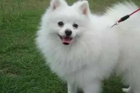 泰迪犬泰迪算是小型犬里边我们平时见的最多的一种了,小巧加聪明可爱