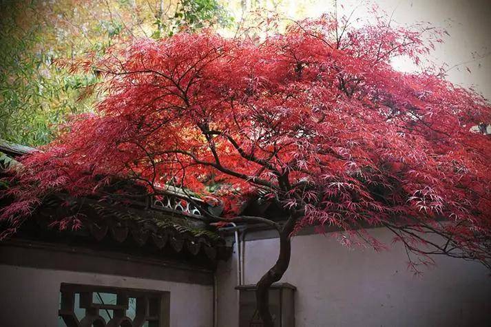 最吉祥的30种庭院主景树,开春了在院子里栽一棵