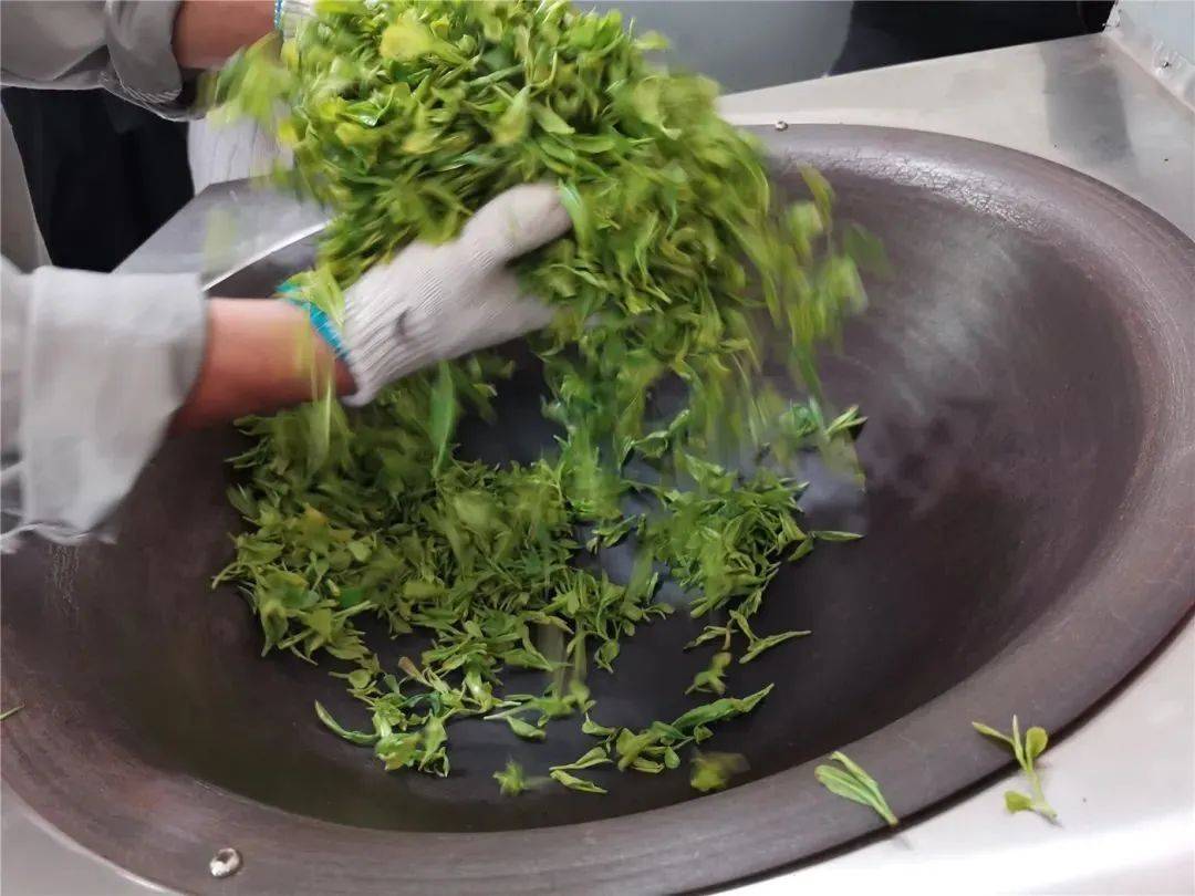 乌龙茶 -- 凤凰单丛的茶叶制作过程_时间_鲜叶_水分