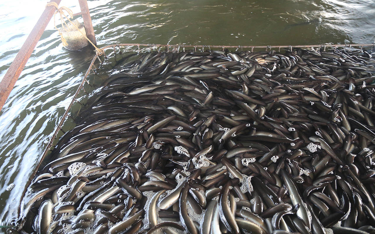养殖鳗鱼饲料成本占7成,养殖户:已经赔3年了_价格_日本_每公斤
