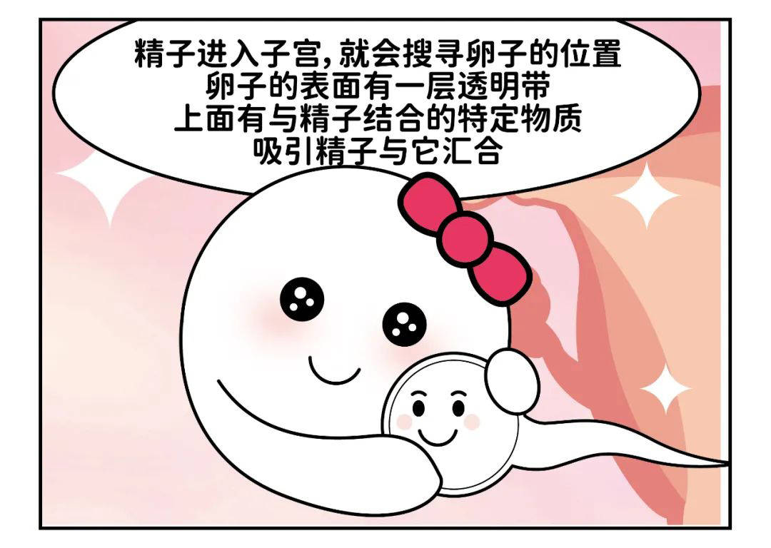 精子卵子 子宫图片