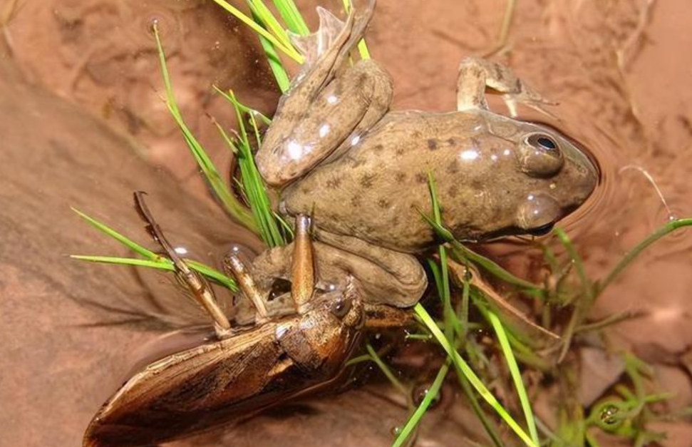 "水中恶霸"田鳖,吃青蛙能捕蛇,还爱咬人脚趾,为何很少见了?