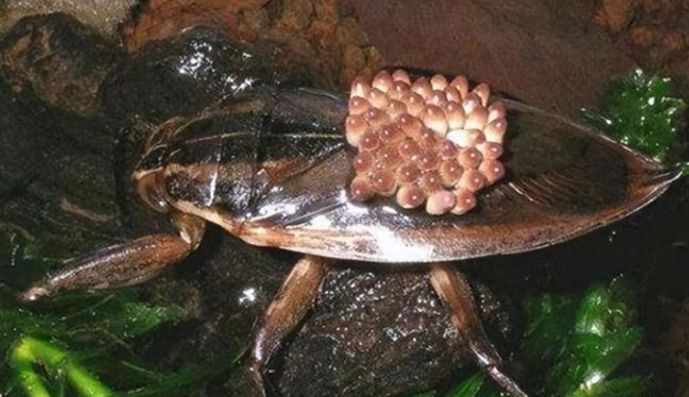"水中恶霸"田鳖,吃青蛙能捕蛇,还爱咬人脚趾,为何很少见了?