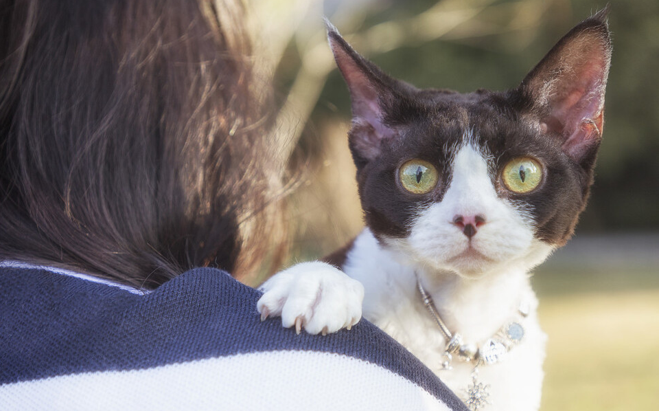 德文卷毛猫,现实中的"外星人猫",堪称比布偶猫完美