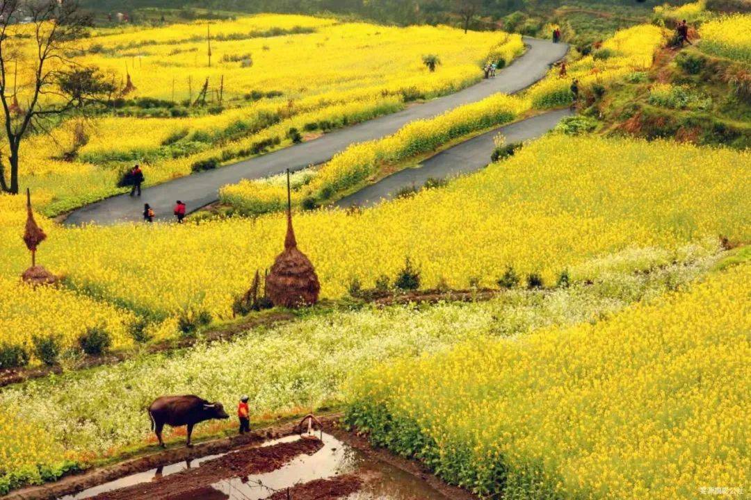 婺源油菜花风光5天4晚深度经典摄影旅游团