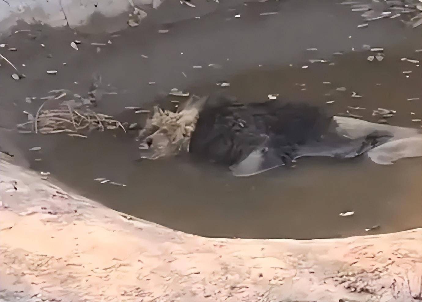 它用36年长成鳄鱼王,从台湾送到大陆,仅仅6年便被养死了_小河_野生