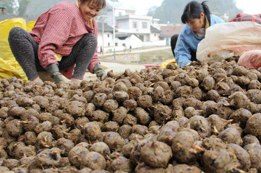 这长在地下的野果,曾不为人知,如今成农民"摇钱树",亩产3万_马蹄_水果