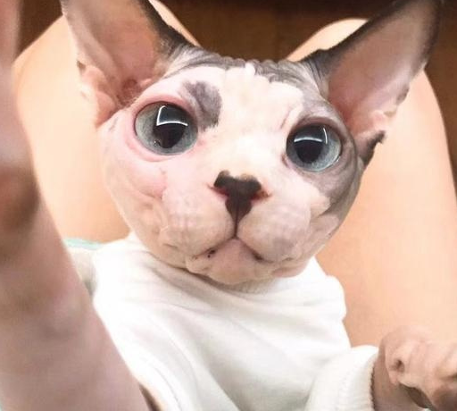 宠物百科:霍思燕也保留宠物无毛猫_弹跳_因为_价格