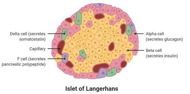瓜子细胞结构图图片