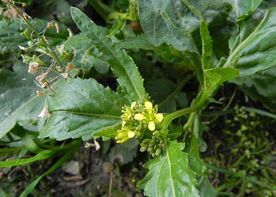 农村田地里的这种野草,食疗两用,具有清肺化痰,止咳的