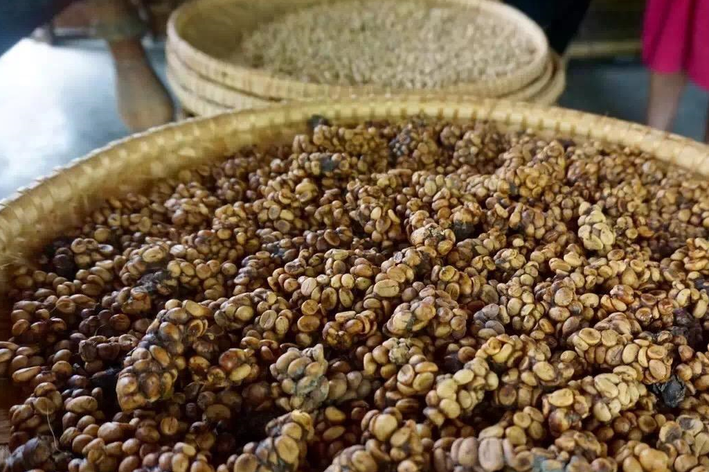 闻名世界的猫屎咖啡,是这样产出的,读完你还想喝么?_麝香_人类_口感