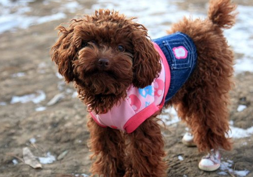 饲养泰迪犬的5大误区,轻则"坑"狗,重则"致命"!