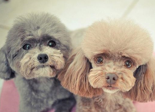 千万不要把你家泰迪犬送人,会造成五个后果,可能会!