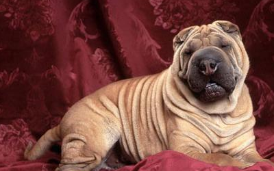 第六:斗牛犬斗牛犬的体味比较重,很多朋友在饲养了这种狗狗之后,都会