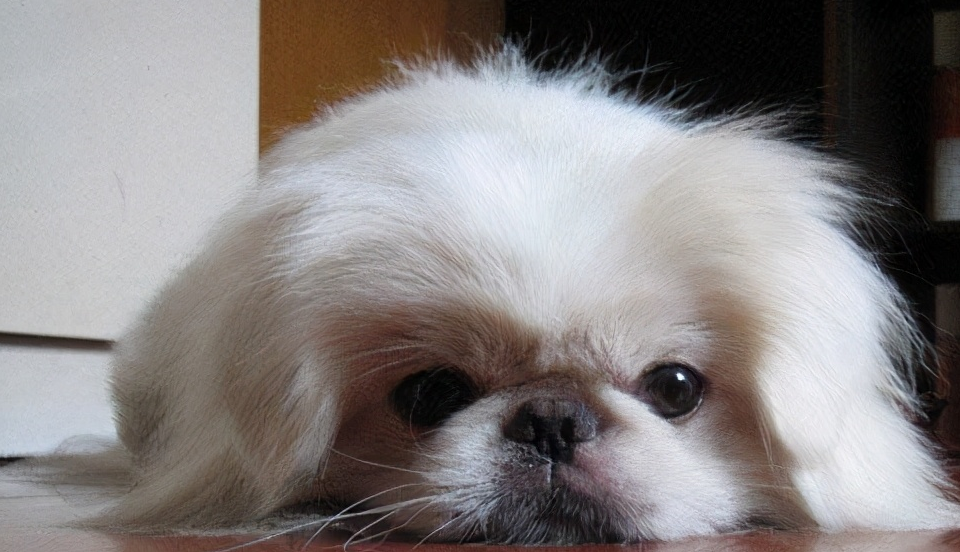 为什么独享皇家宠爱的"京巴",越来越少人养?_狗狗_训练_主人