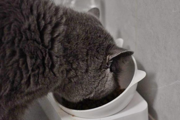 猫小咪每天都是臭着一张脸,面无表情……在喂食这款猫粮后,我注意观察
