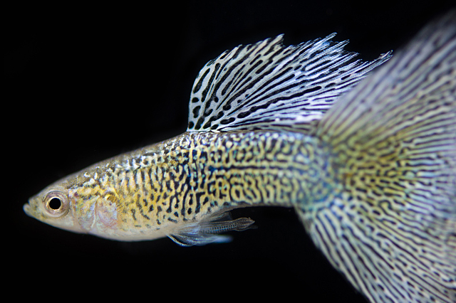 养孔雀鱼能不能用绿水?当然可以,不仅能养好还能养得