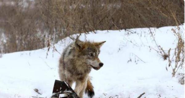 那只从切尔诺贝利地区逃走的"变异狼",给全世界带来什么影响?