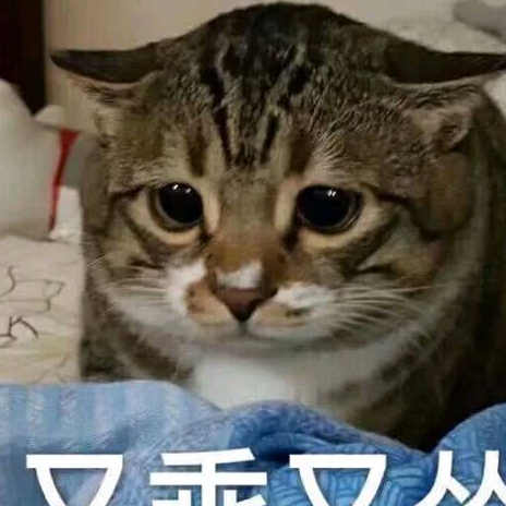 猫咪yue的表情包图片