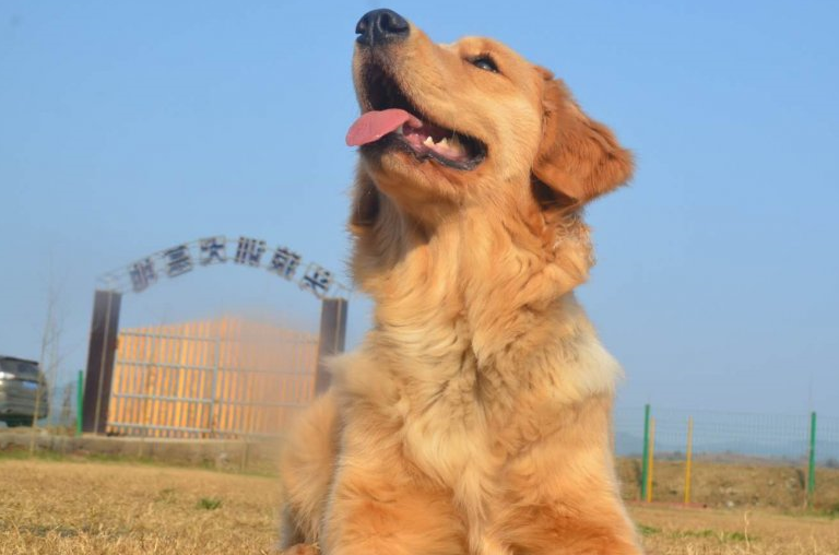 狗狗智商排名,有你喜歡的狗狗嗎?_金毛犬_主人_能力