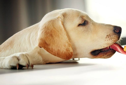 铲屎官注意了:养拉布拉多,这7件事一定不能做!_狗狗__