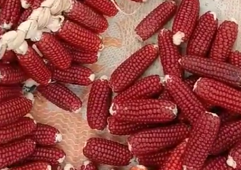 小红玉米颗粒比较小,它的秸秆也比较细,有人看了说这是转基因玉米,说