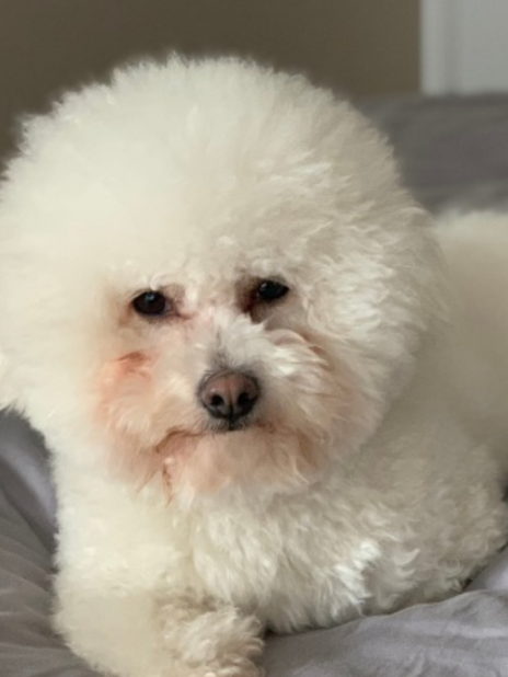比熊犬泪痕严重怎么办?选择这款去泪痕的清淡国产性价比狗粮!