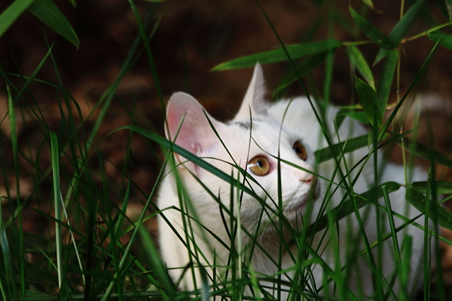 与庙里白猫邂逅,单这眼神就足以吸引你,让你默默靠近