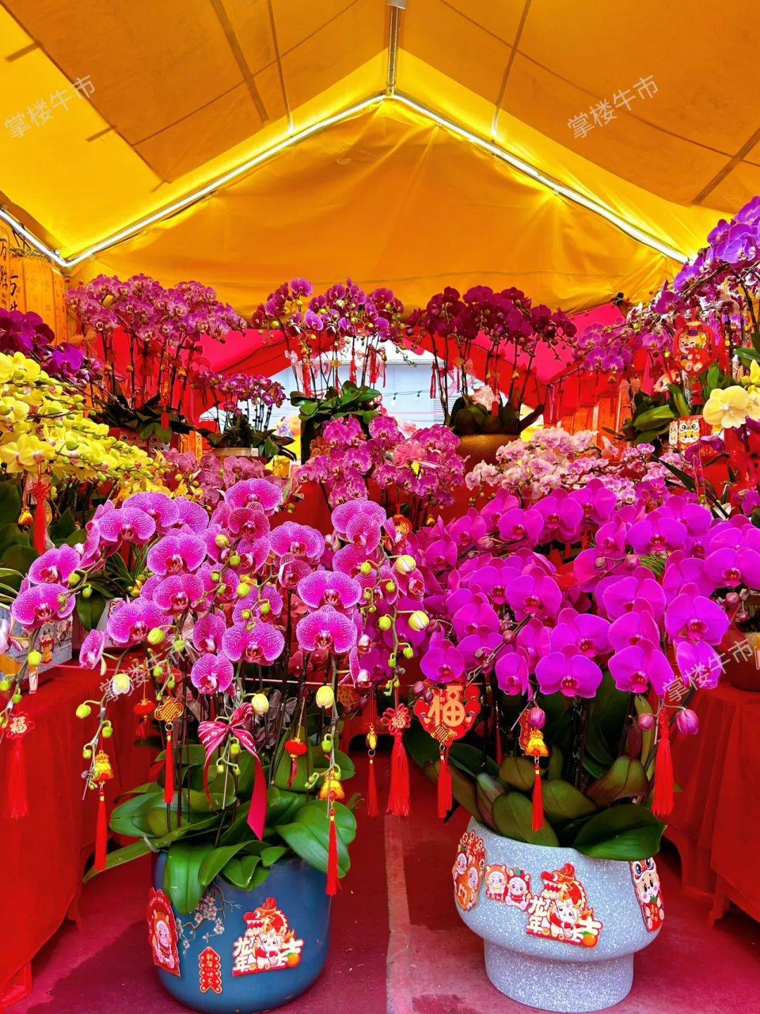 广州人,来跟着我们一起逛花街行大运!_花市_时间_地点