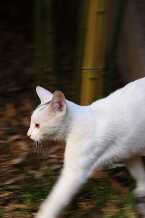 与庙里白猫邂逅,单这眼神就足以吸引你,让你默默靠近