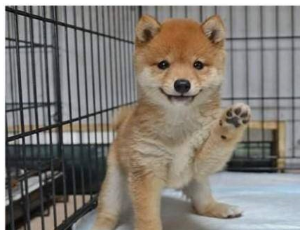 首先1000~2000元的柴犬基本都是土狗或者串串,因为柴犬幼崽和土狗的幼