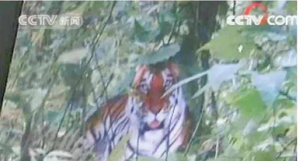 他拍华南虎的照片,被判入狱两年半,出狱后拍到老虎屎,真相大白_周正龙