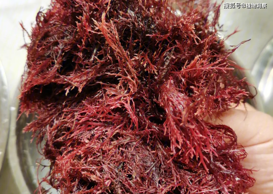 鹿角菜,又称赤菜,山花菜,有3大作用,价值极高,农民朋友要了解!